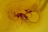 Detailed Fossil Flies, Ant and Spider in Baltic Amber #135065-3